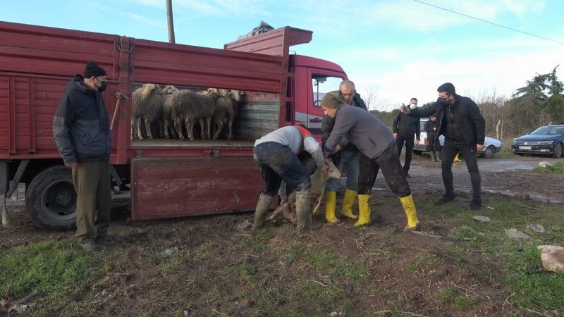 Selde koyunları telef olan aileye 11 koyun hediye edildi
