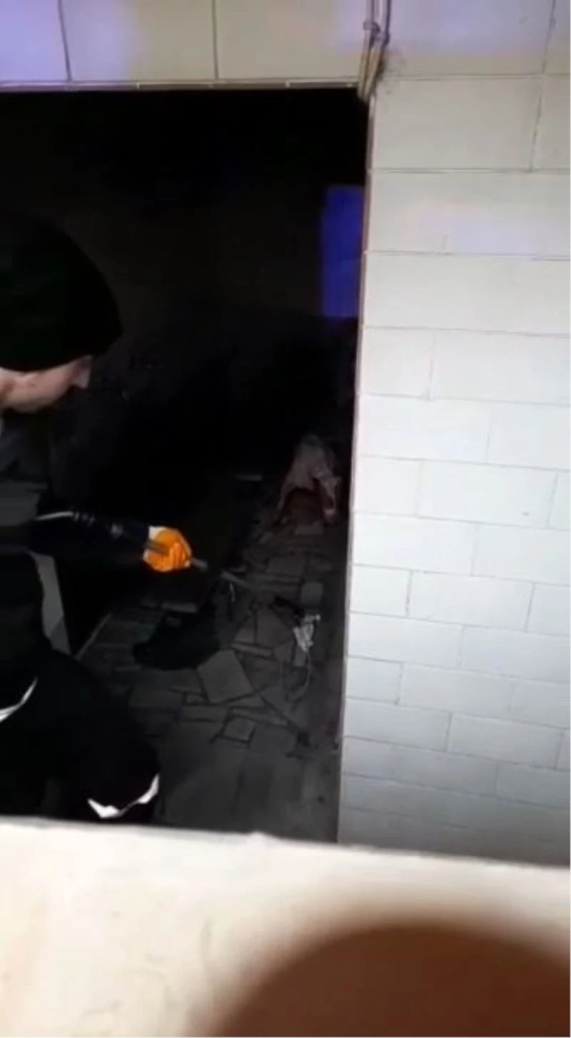 Bursa’da başıboş Pitbull köpeğine camide operasyon
