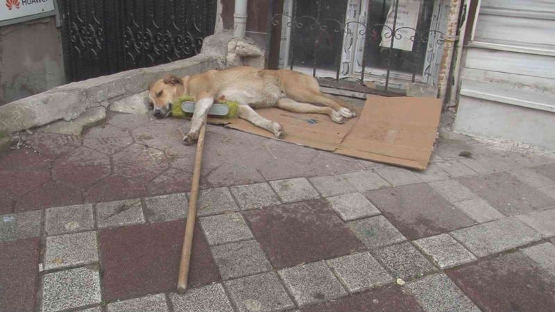 Temizlik işçisinin süpürgesini alıp kaçan sokak köpeği kamerada
