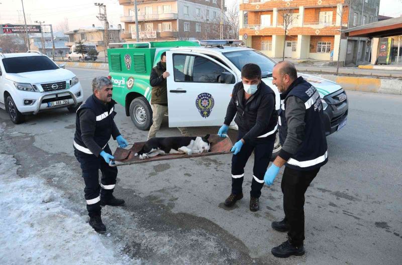 Van’da başıboş dolaşan pitbull koruma altına alındı
