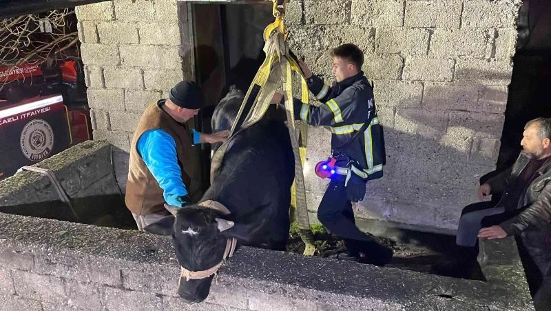 Yaramaz tosun balkonda mahsur kaldı
