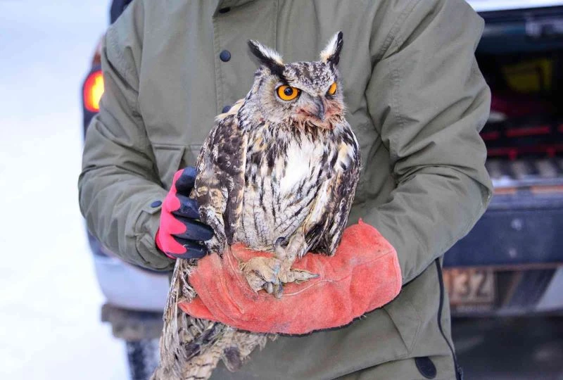 Arazide soğukların etkisiyle bitkin halde bulunan, puhu kuşu tedavisinin ardından doğaya bırakıldı
