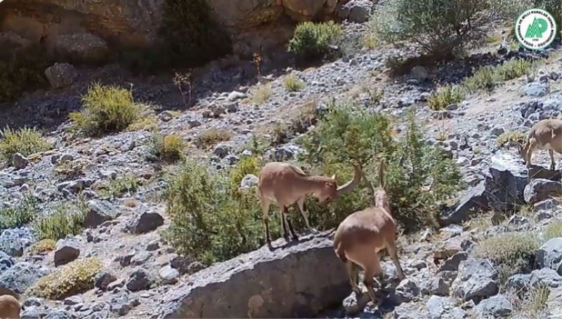 Yaban hayatı fotokapanlara yansıdı
