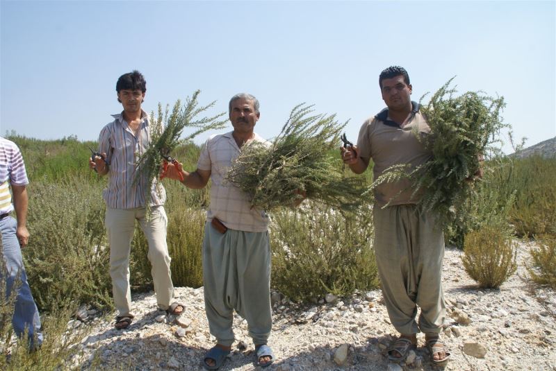 Türkiye’deki biberiye üretiminin yüzde 90’ı Mersin’de yapılıyor
