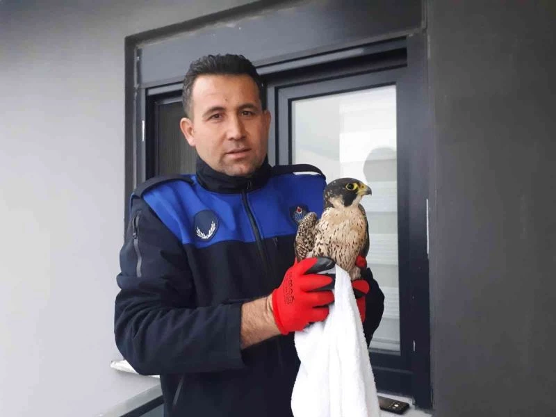 Bitkin halde bulunan gökdoğan yeniden doğaya salındı
