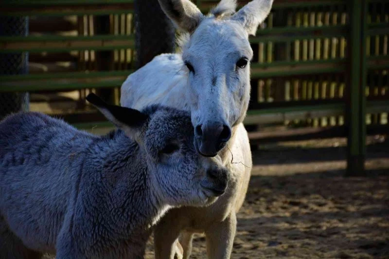 Emekliliğin tadını çıkartan eşekler
