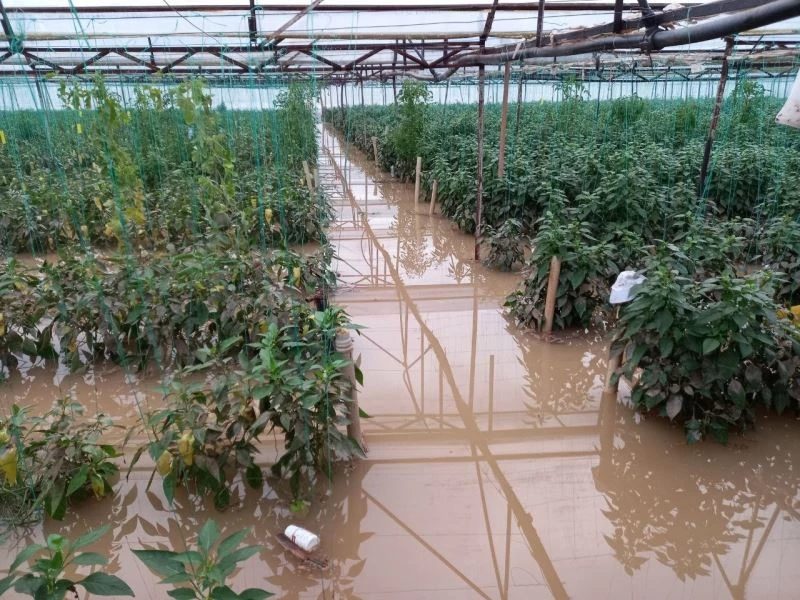 Antalya’da dere taştı, biber serası sular içinde kaldı
