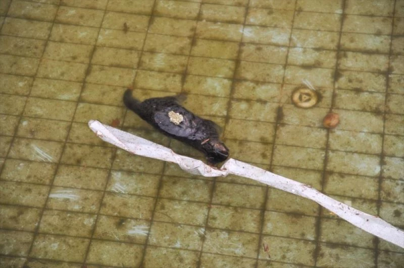 Antalya’da yüzme havuzunda ölü 3 kedi bulundu