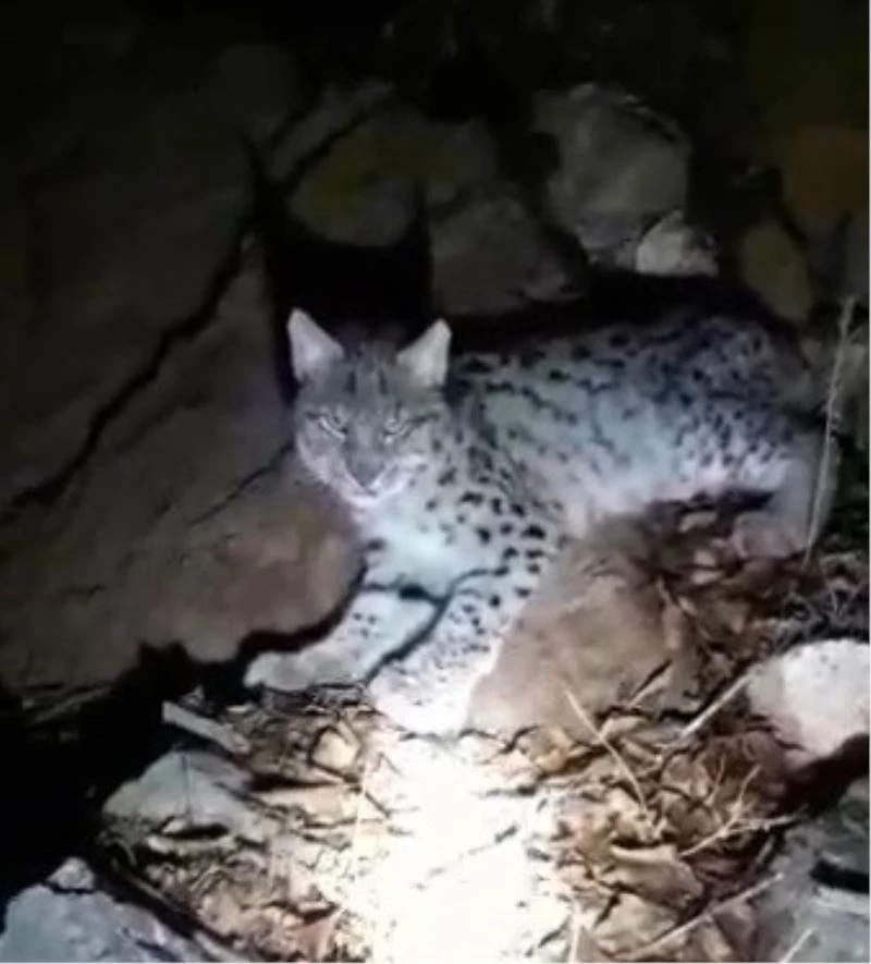 Aç kalıp bitkin düşen vaşak köye indi
