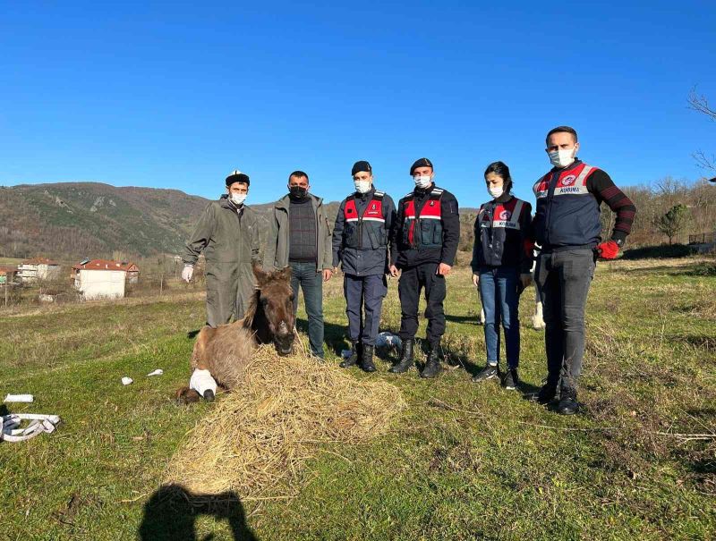 Yaralı katırlara jandarmadan şefkat eli
