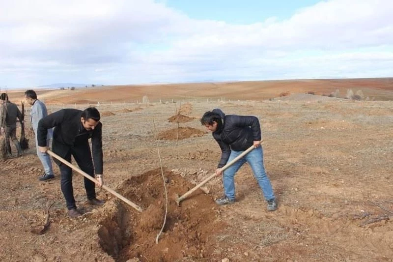 Beldeye kurulan meyve bahçesine ceviz ağacı diktiler
