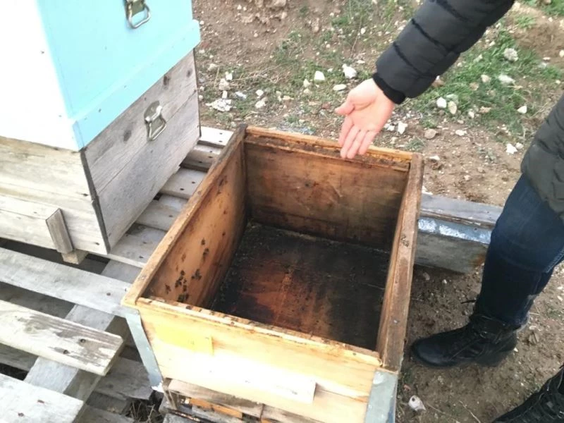  Arıcıların başı hırsızlarla dertte
