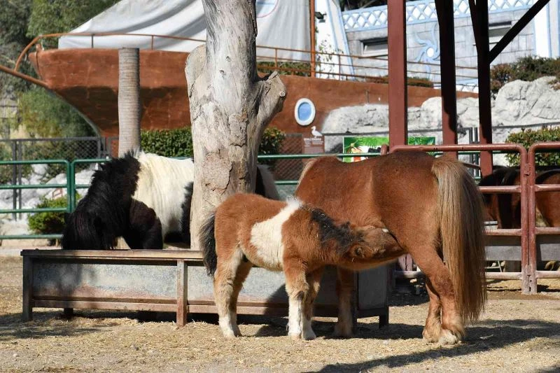 Tarsus Doğa Park yeni yavrularla güzelleşiyor
