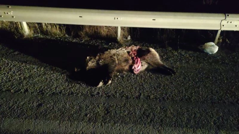 Domuz sürüsüne çarpan iki otomobil hurdaya döndü
