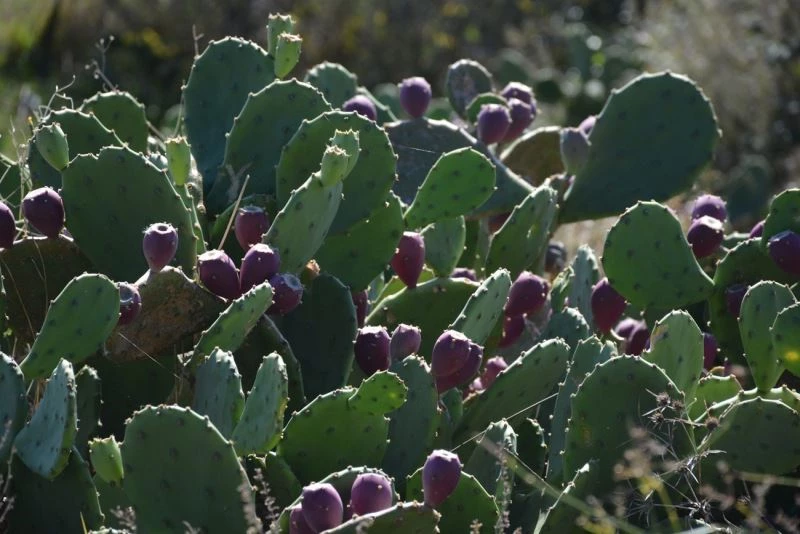 Yer inciri şifa dağıtıyor
