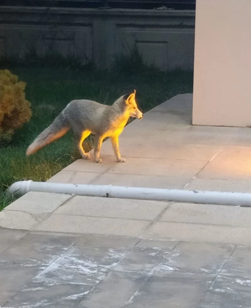 Karayolları yerleşkesini mesken tutan tilki görenleri şaşırtıyor
