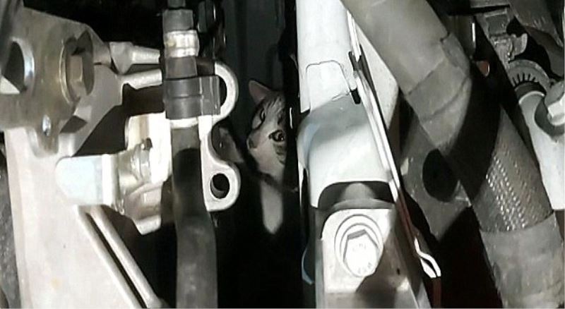 Otomobilin motor kısmına sıkışan kedi uzun uğraşlar sonucu kurtarıldı
