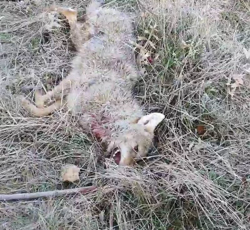 Kurdun saldırısını köpekler önledi
