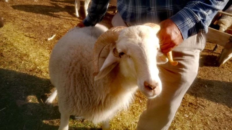 4 boynuzlu ’Mana’ görenleri şaşırtıyor
