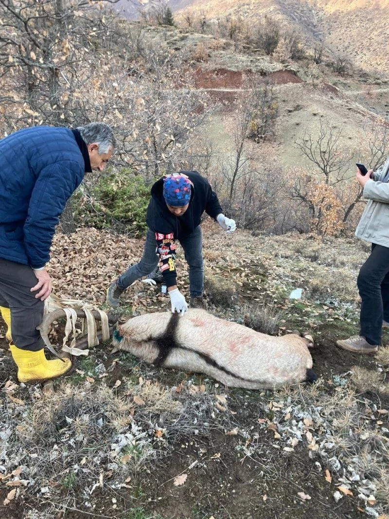 Tunceli’de köpeklerin saldırısına uğrayan yaban keçisi, tedavisi yapılarak doğaya bırakıldı

