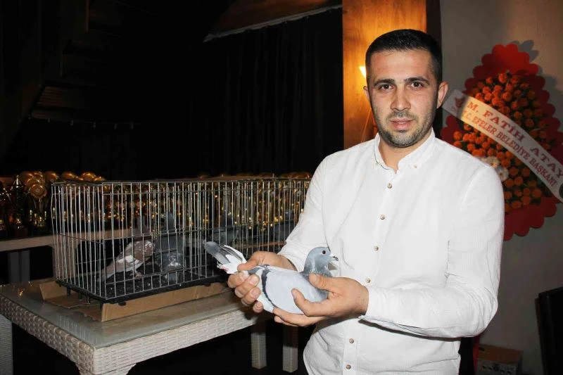 Dereceye giren güvercin sahipleri kupalarını aldı
