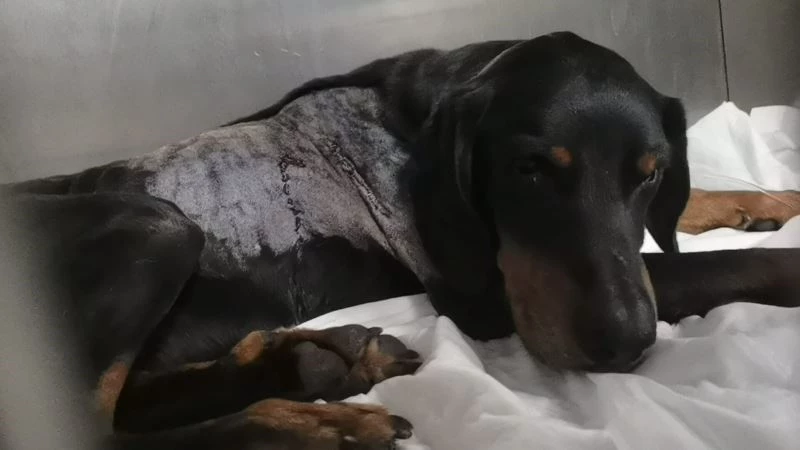 Avcıların silahından çıkan kurşun av köpeğine isabet etti
