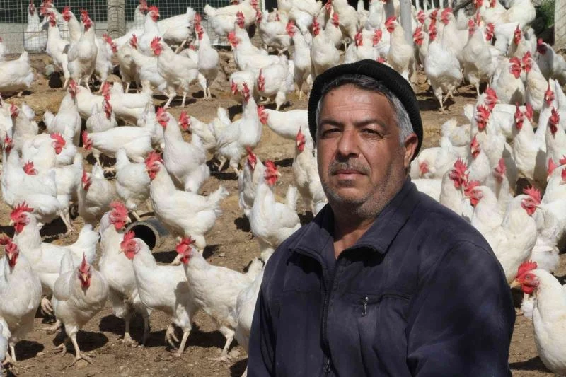 Artan yem fiyatlarına kızdı bin 500 tane tavuğu vatandaşlara ücretsiz dağıtmaya başladı
