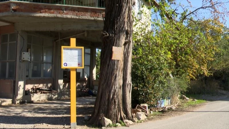 Antalya Büyükşehir Belediyesi 500 yıllık anıt ardıç ağacını tescilletti