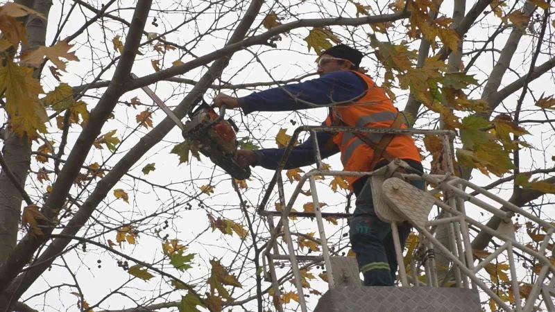 Budanan ağaç dalları ihtiyaç sahiplerine yakacak oluyor
