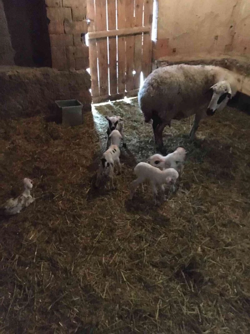 Köylünün 5 kuzu sevinci
