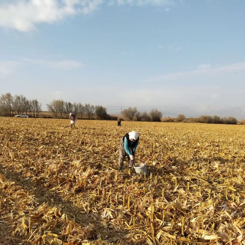 Mısır başağı çiftçilere ikinci gelir kaynağı oldu
