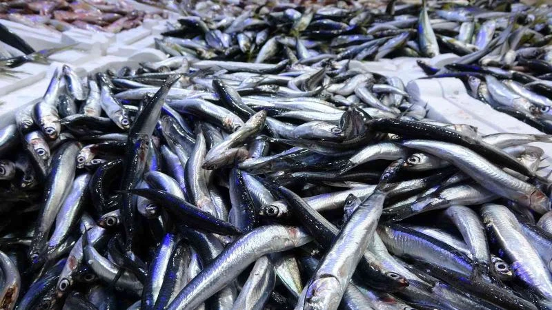 Ordu’da tezgahlar hamsisiz kaldı: Kasası 500 liraya ulaştı
