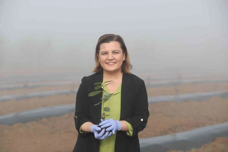 İzmit Belediyesi çiftçiye aronya fidanı dağıtacak
