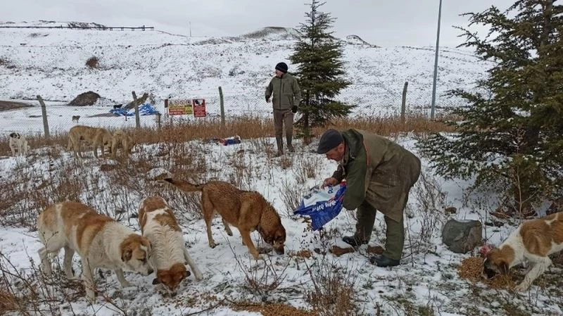 Sokağa çıkma kısıtlamasında sahipsiz hayvanlar beslendi
