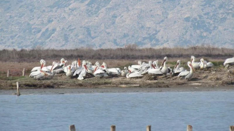 Tepeli pelikanlar için yapay yuva platformları yapıldı
