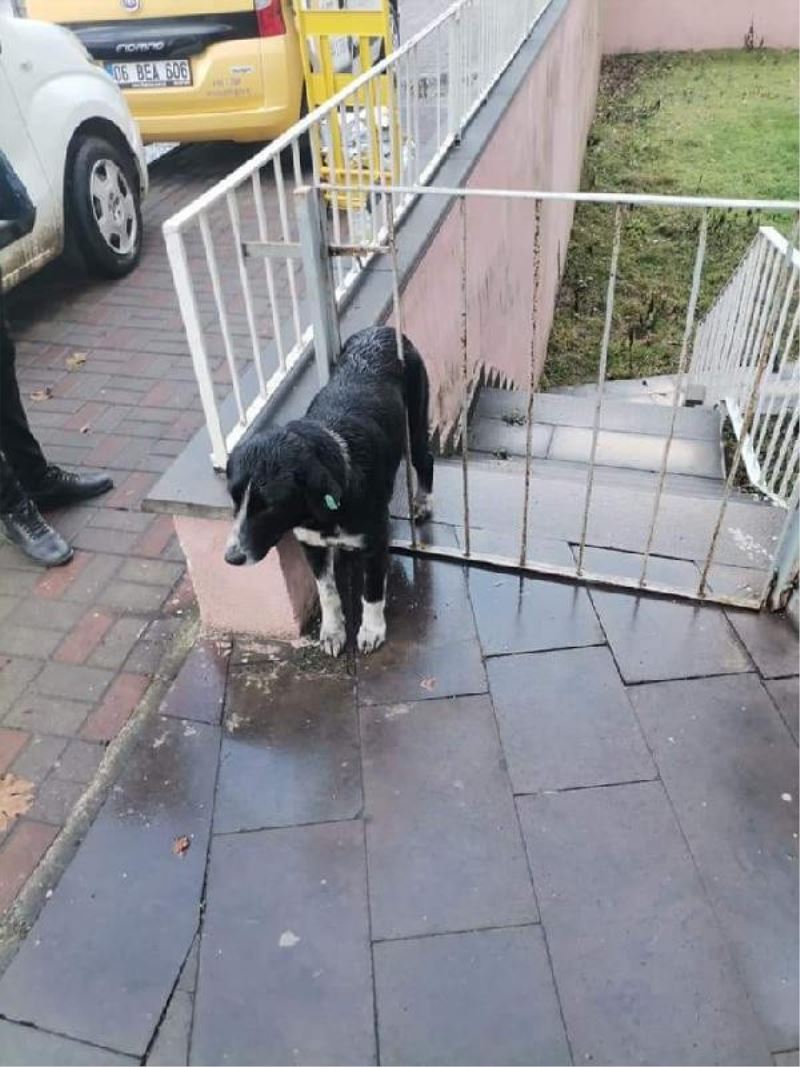 Demir parmaklıklı kapıya sıkışan köpeği ekipleri kurtardı
