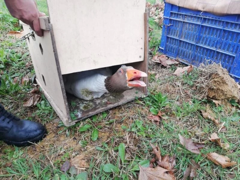 Jandarma’dan ‘Kaz dövüşü’ operasyonu
