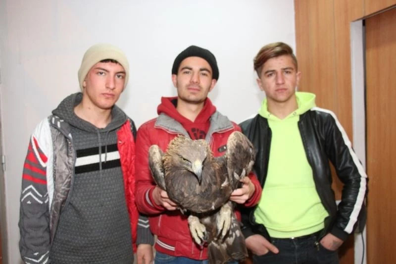 Kaçak avcılar kaya kartalını kanadından vurdu
