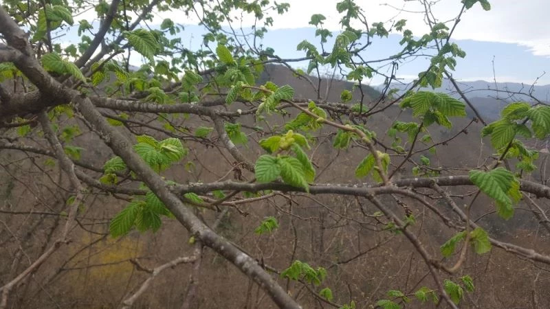 Fındık üretcilerine bir don uyarısı da Ziraat Odaları’ndan
