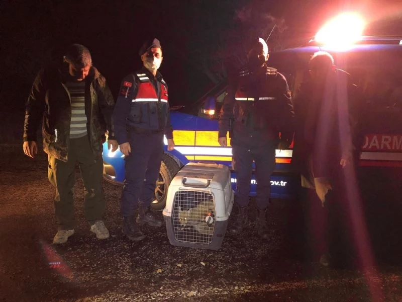 Yaralı tilkiye jandarma sahip çıktı
