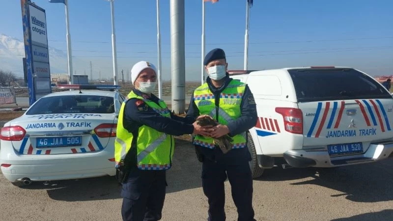 Yaralı şahine jandarmanın şefkat eli ulaştı
