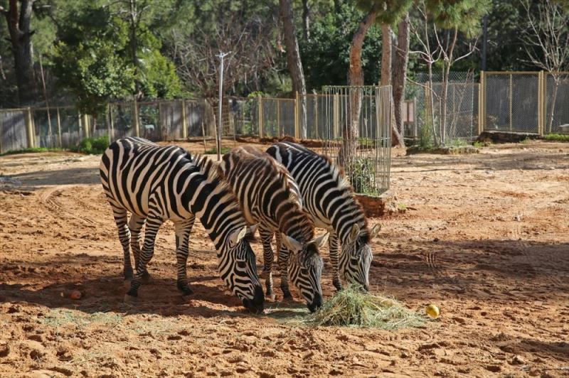 Antalya Hayvanat Bahçesi ziyaretçilerini ağırlamaya hazırlanıyor