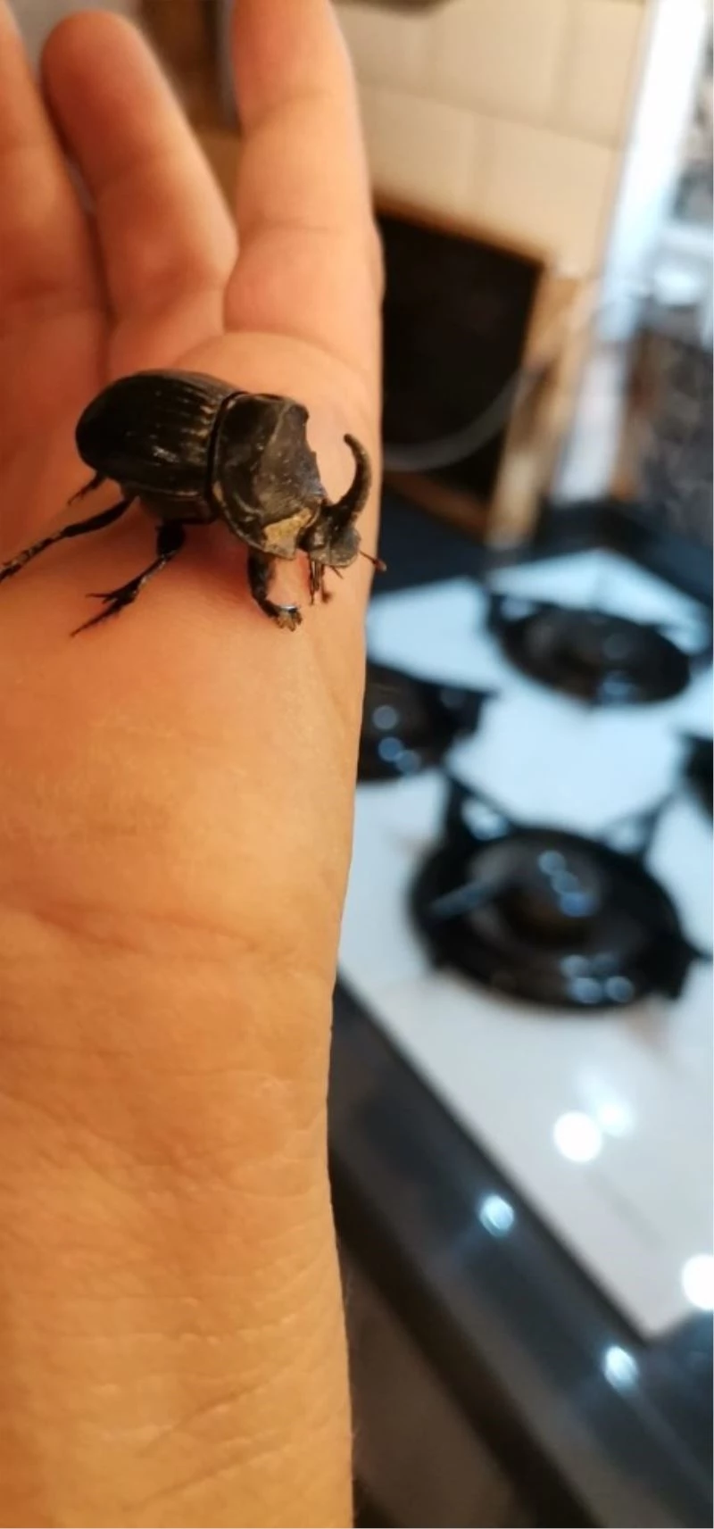 Gergedan böceği evinden çıktı
