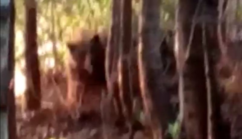 Kurtarmak istedikleri ayı onlara hayatlarının en büyük korkusunu yaşattı
