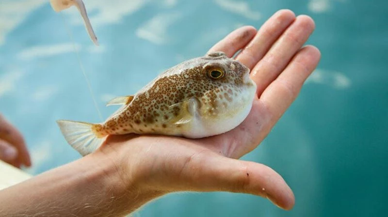 Su Ürünleri Profesörü Mehmet Cengiz Deval’dan balon balığı uyarısı
