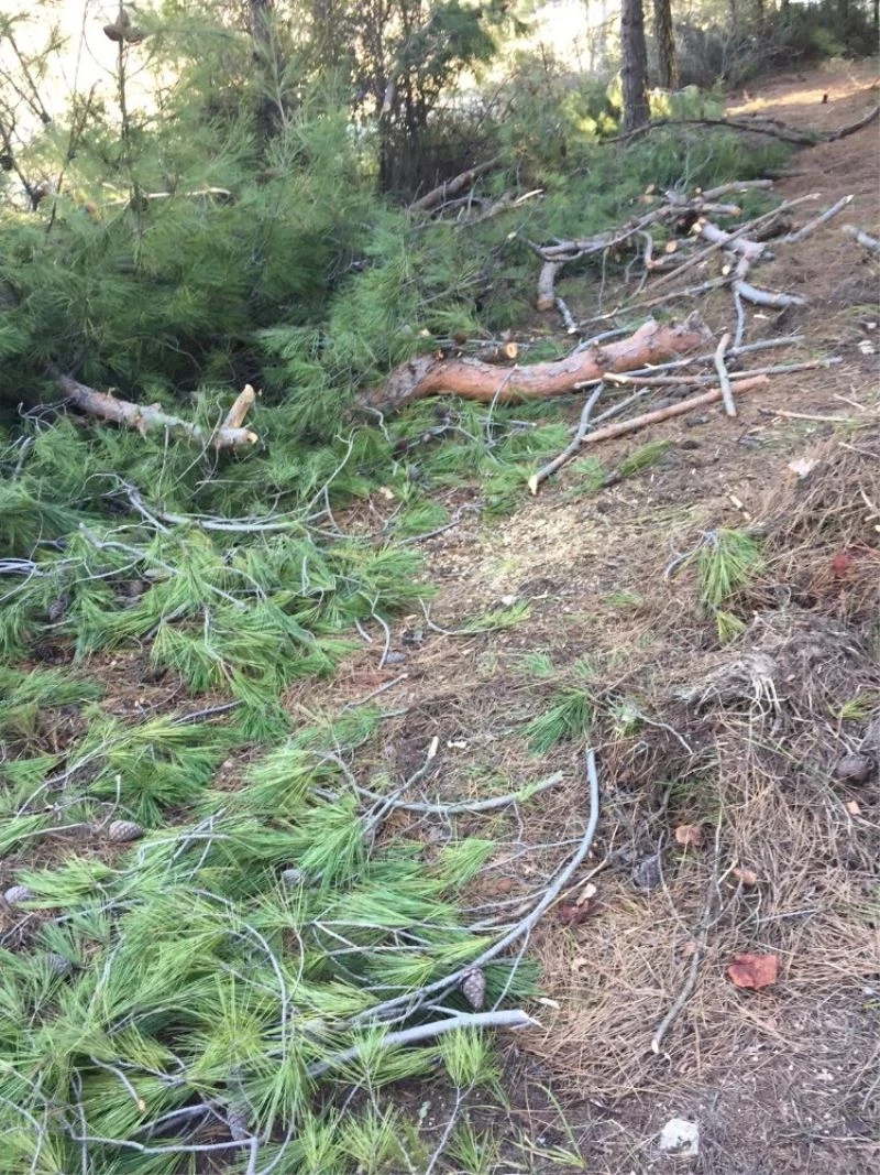 50 tane çam ağacını tarlaya gittiğinde kesilmiş ve yakılmış halde buldu
