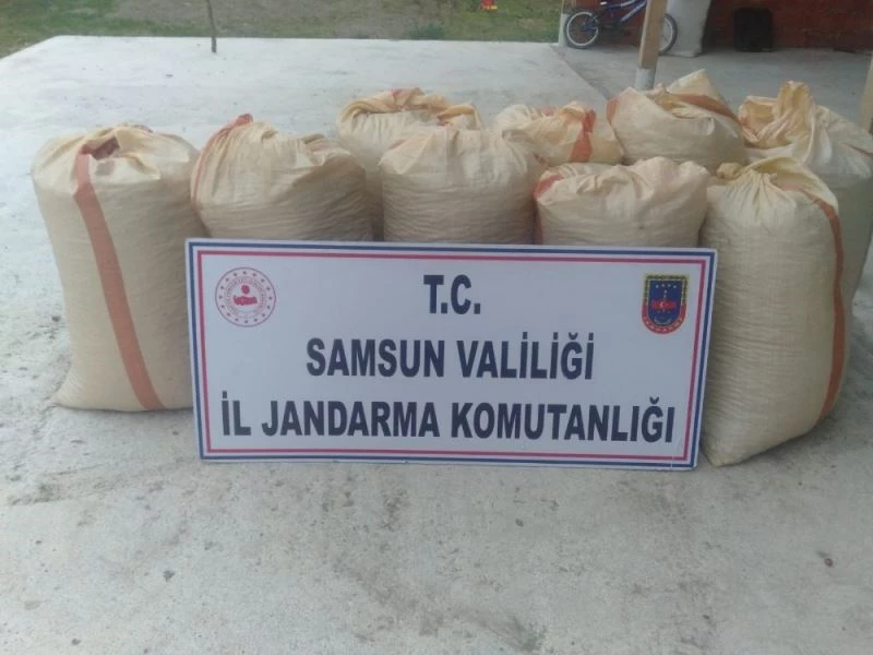 Ayak izi fındık hırsızını yakalattı
