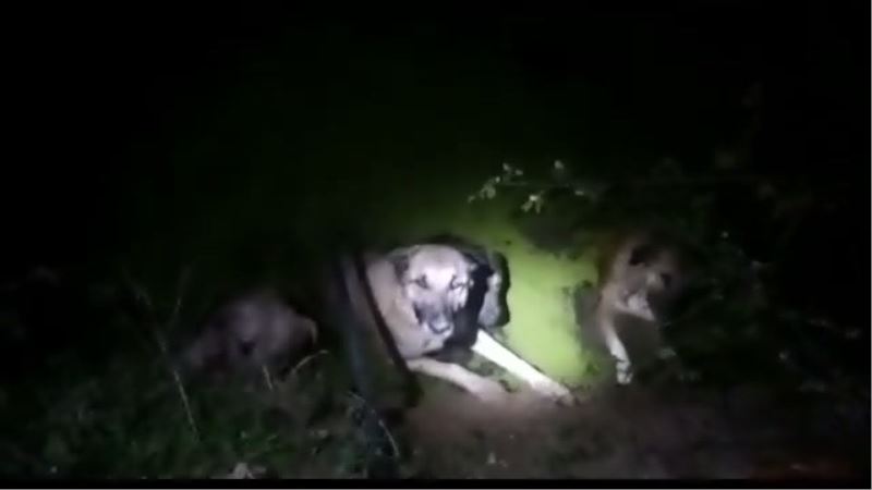 4 köpeği boğulmaktan kurtaran polis ve bekçiye ödül

