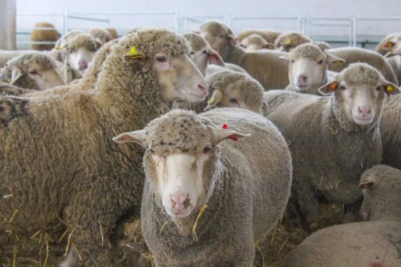 Karacabey Merinosu destek kapsamına alındı
