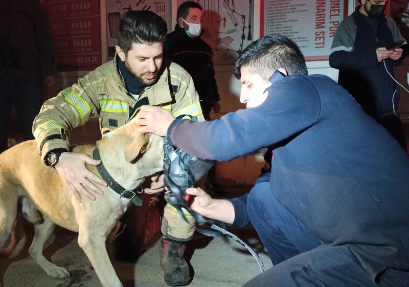 Dumandan zehirlenen köpek, kalp masajıyla hayata döndürüldü
